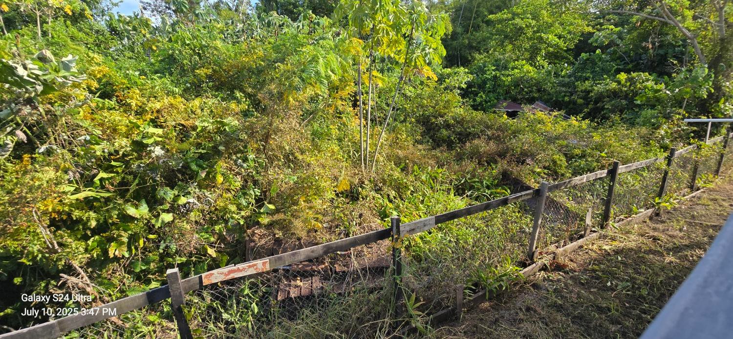 View from the house — Bitcoin Timber